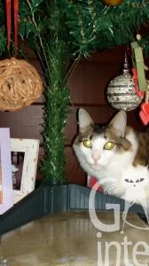 A árvore de Natal preparada pela família do Bento tem apenas enfeites de madeira e plásticos, então, mesmo que ela seja derrubada, nada se quebrará.