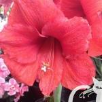 Amarilis - Hippeastrum hybridum